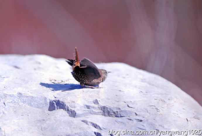 石缝中钻出的鹪鹩 石缝中钻出的鹪鹩