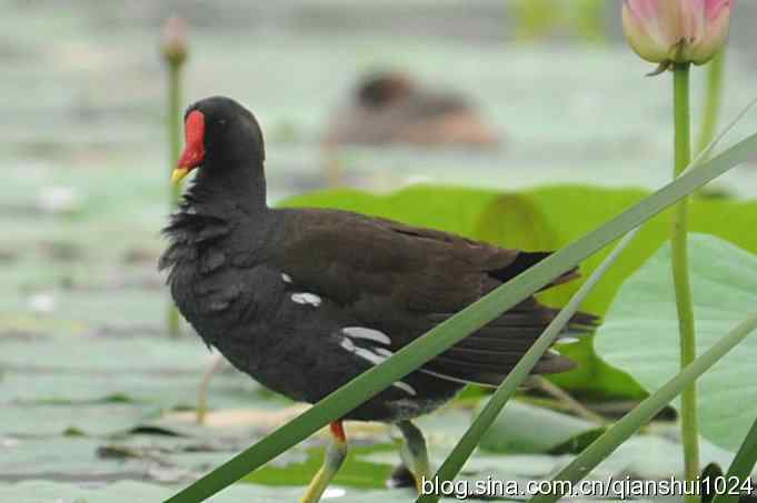 喜拍黑水鸡(奥体公园)
