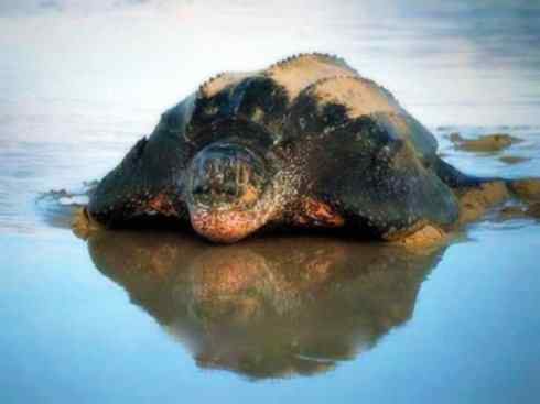 自然奇观：动物大迁徙(棱皮龟类)