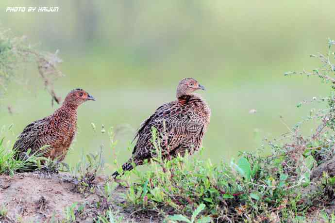 野鸭湖鈥斺敶瞥肪憋