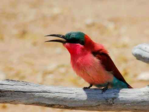 极品红色鸟类:红蜂虎 极品红色鸟类:红蜂虎