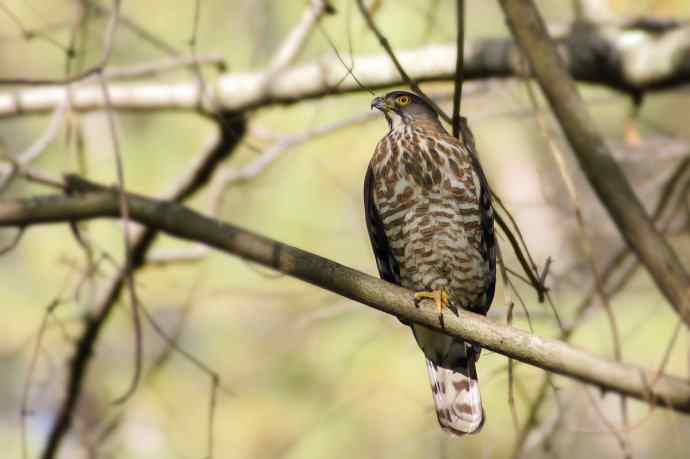 四川西昌鸟类摄影——凤头鹰