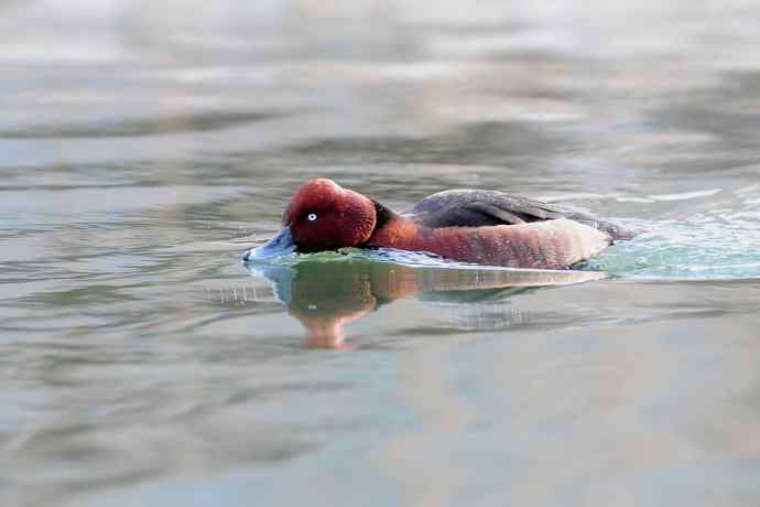 稻香湖的潜鸭☆