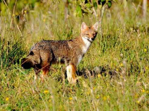 狈：传说的兽原型探秘（鬣狗）