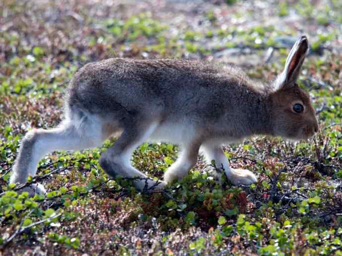 犬科：狐亚科之北极狐（雪鸮、雷鸟）