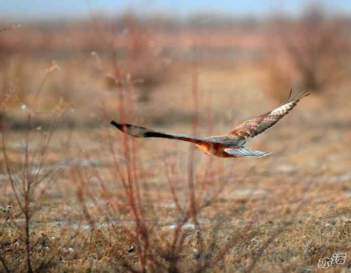官厅水库&nbsp;wbr路&nbsp;wbr被喜鹊驱赶的毛脚鵟