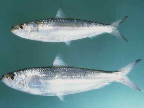 自然奇观:动物大迁徙(沙丁鱼) 自然奇观:动物大迁徙(沙丁鱼)