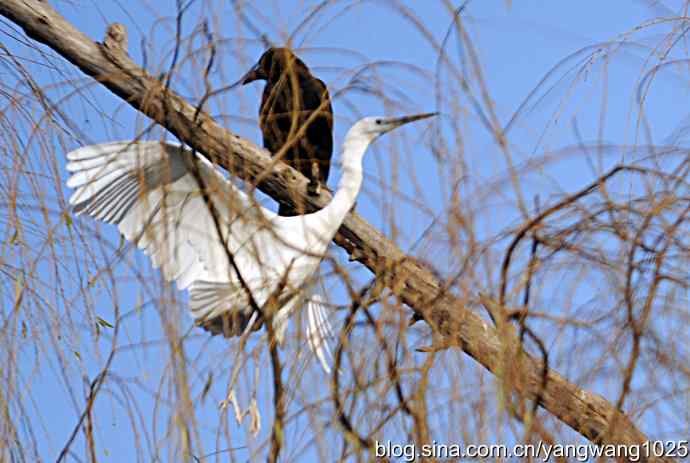 飞 wbr(白鹭) 飞 wbr(白鹭)