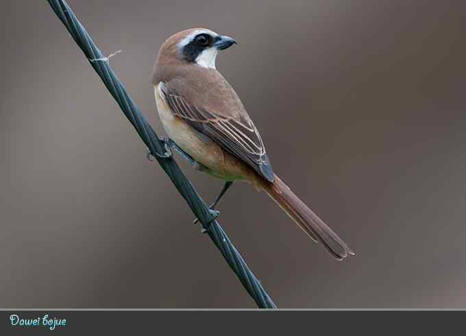 蓝矶鸫和沿河城的那些鸟
