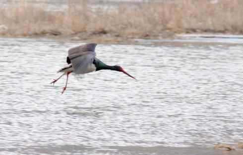 五百分之八的黑鹳