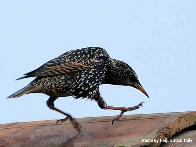 【亚平宁半岛之旅 . 紫翅椋鸟】