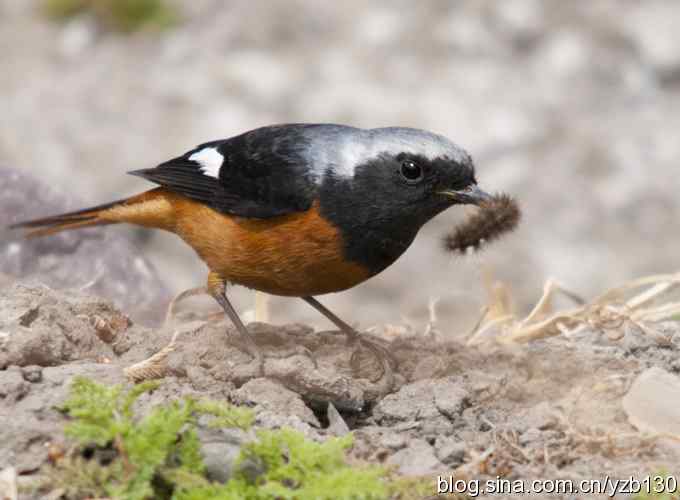 北红尾鸲的美餐——毛毛虫（组图）