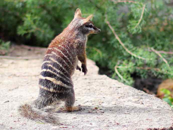 盘点十二大著名食蚁动物:袋食蚁兽 盘点十二大著名食蚁动物:袋食蚁兽