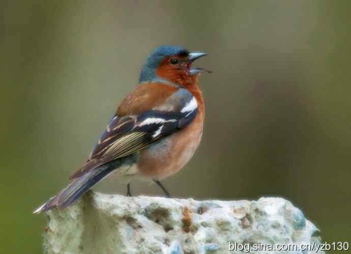 苍头燕雀标准像（组图，12张图片）