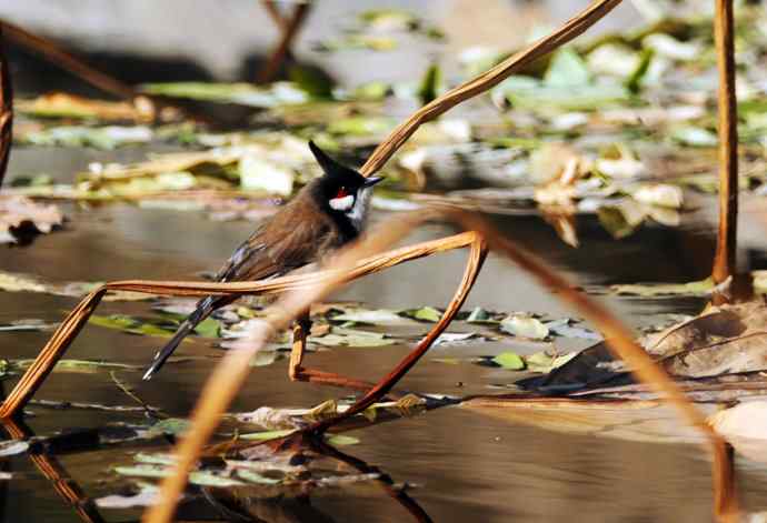 残荷上的红耳鹎