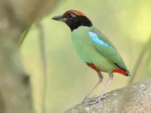 美丽无罪：雀鸟之八色鸫