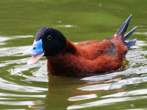 白头鸟系列：另类的美丽（白头硬尾鸭）