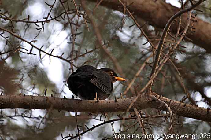 哇！我知道了！它的名字叫乌鸫dong
