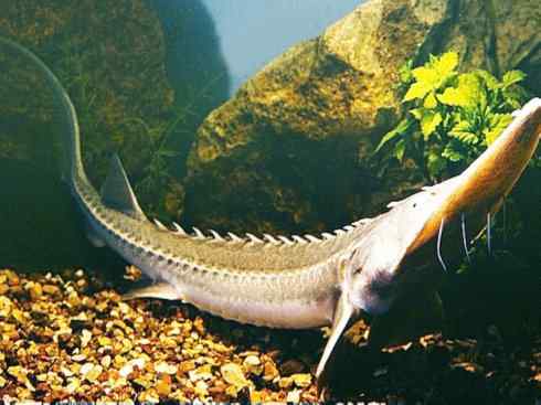 鱼类活化石:中华鲟 鱼类活化石:中华鲟