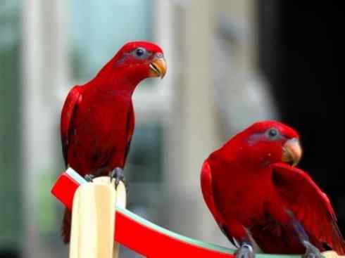 极品红色鸟类：红色吸蜜鹦鹉