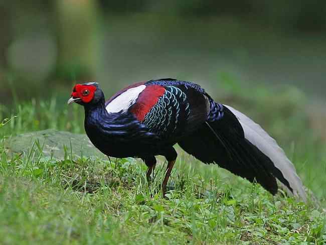 台湾蓝鹇与它的发现者——英国鸟类学家斯温侯