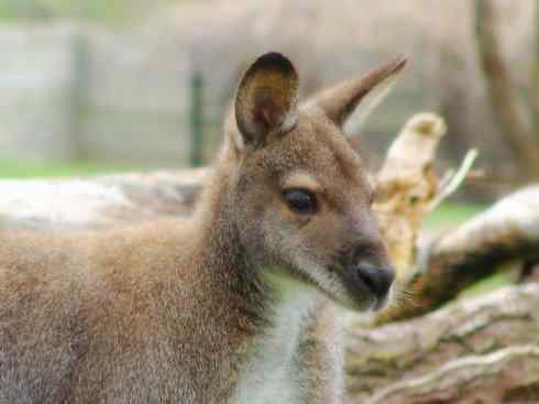 动物世界：山寨还是原创之八