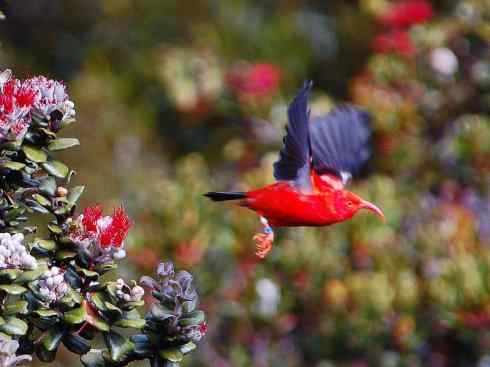 极品红色鸟类：镰嘴管舌鸟