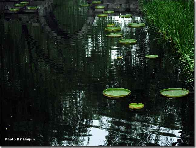 圆明园观赏亚马逊王莲