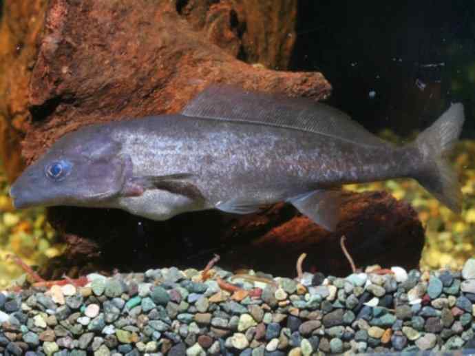 鱼类活化石：裸臀鱼