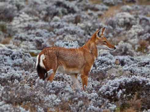 犬科：犬亚科犬属之西门豺、侧纹豺（胡狼类）