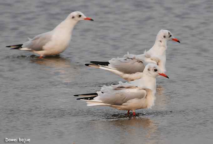 秋季到海滨来看鸟