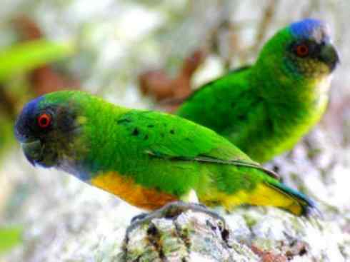 极品红色鸟类：红色吸蜜鹦鹉