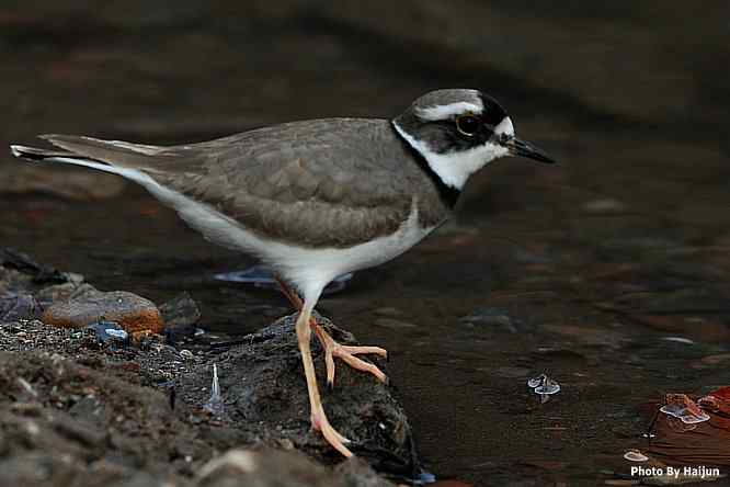白河湾邂逅长嘴剑鸻