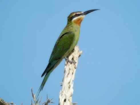 绝色攀禽:佛法僧目之蜂虎 绝色攀禽:佛法僧目之蜂虎