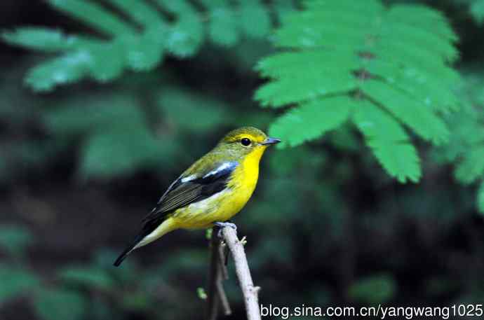 雄性绿背姬鶲（4）