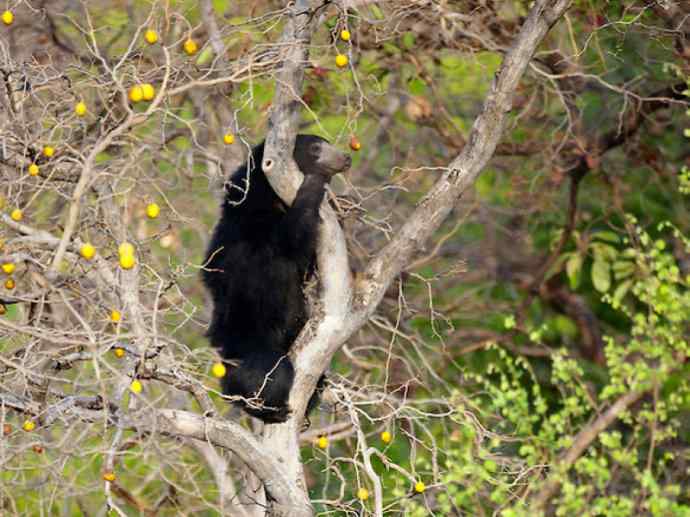 盘点十二大著名食蚁动物：懒熊