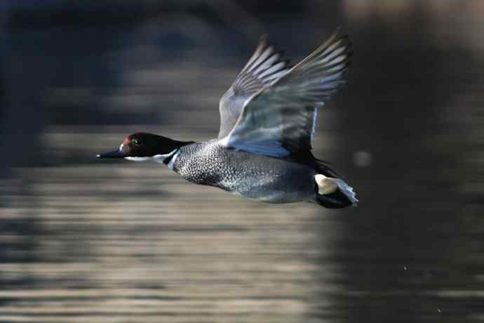 圆明园拍罗纹鸭