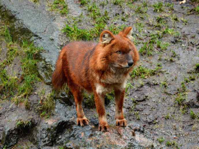 犬科：薮犬亚科豺属之豺