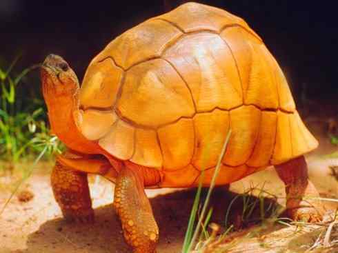 玄武：传说的兽原型探秘（象龟）