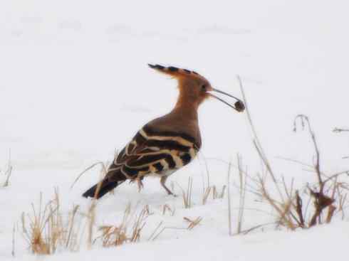 家禽驯化之源之二十三