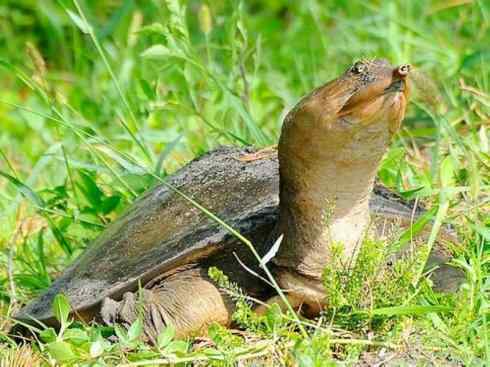 玄武：传说的兽原型探秘（鳖）