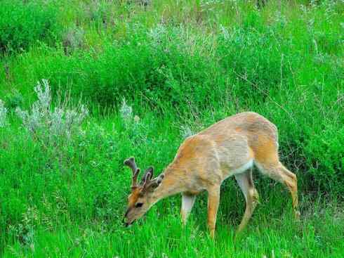 麒麟：传说的兽原型探秘（白尾鹿）