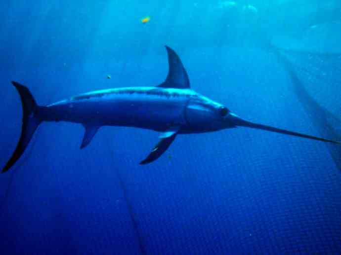 鱼类活化石：帆蜥鱼