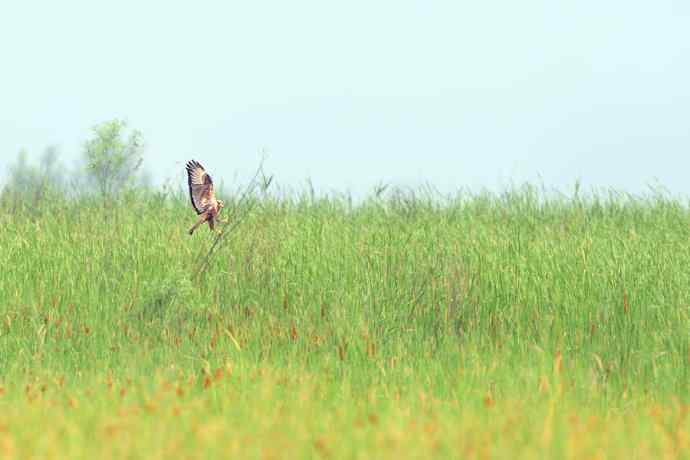 猛禽白腹鹞(生境)