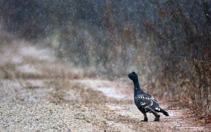 人生到处知何似 wbr恰似飞鸿踏雪泥