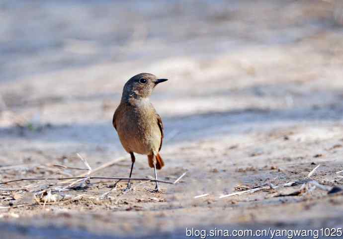 雌性北红尾鸲（7）