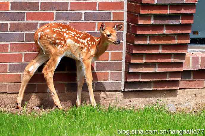 误入校园的小鹿