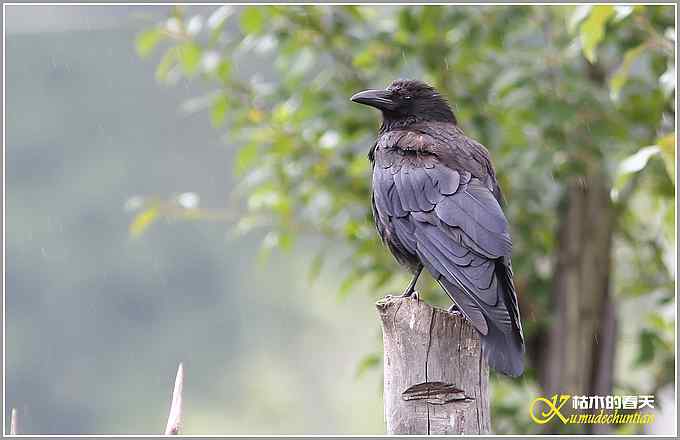 记录星鸦、达乌里寒鸦、小嘴乌鸦【照片】