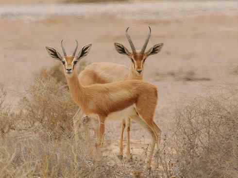 麒麟：传说的兽原型探秘（鹿羚）