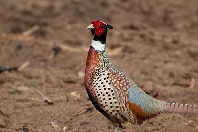 晨光里的环颈雉☆